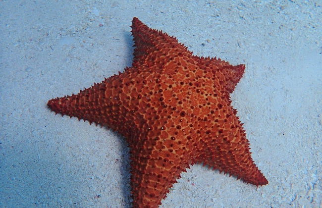 Snorkel en Providencia - Foto 5