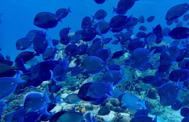 Snorkel en Providencia - Foto 2