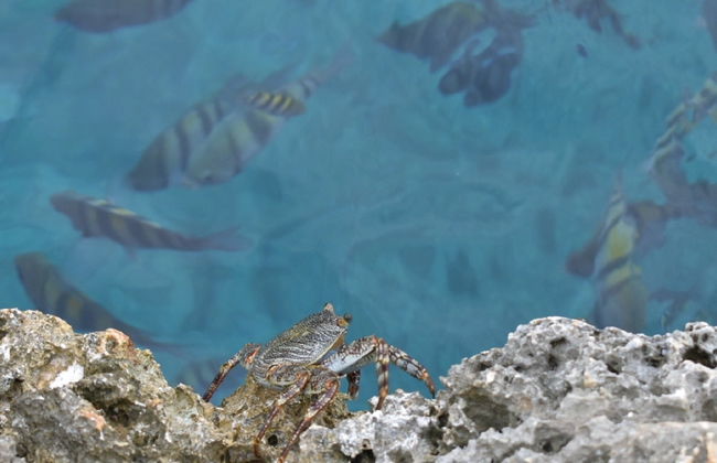Snorkel en Providencia - Foto 7