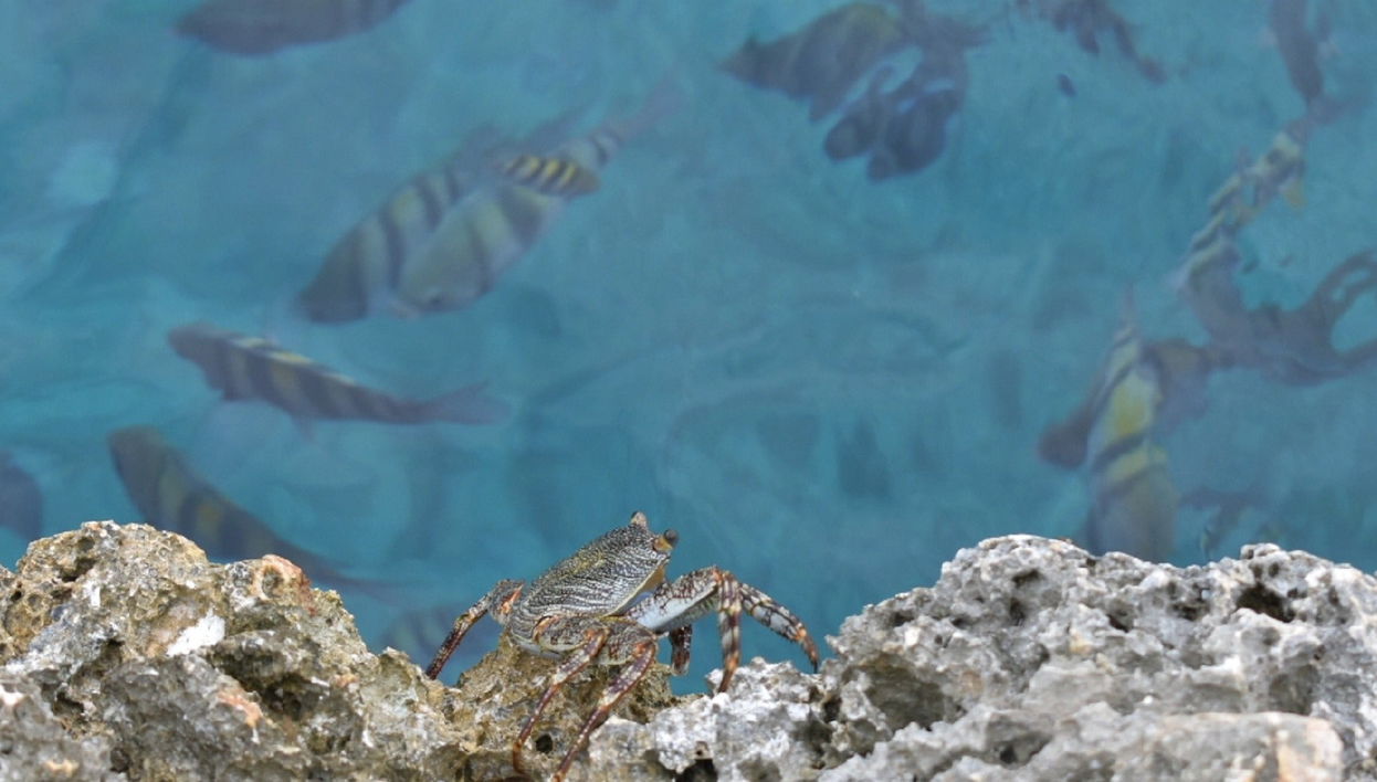 Providencia Snorkelling Tour