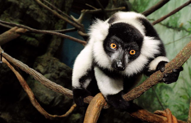 Billet pour le zoo de Central Park - Photo 6