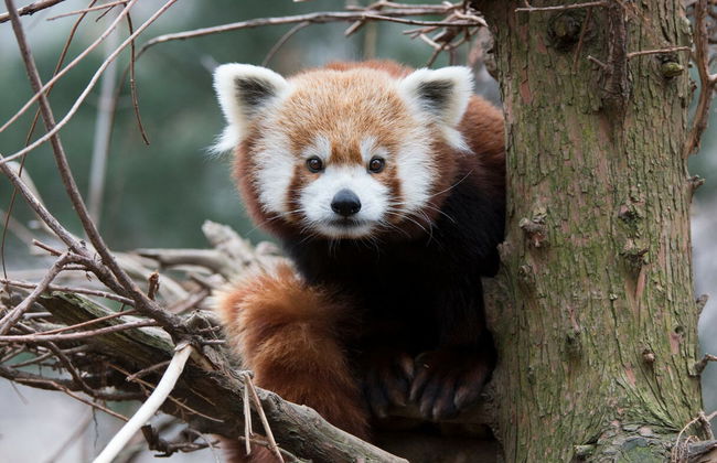 Billet pour le zoo de Central Park - Photo 3