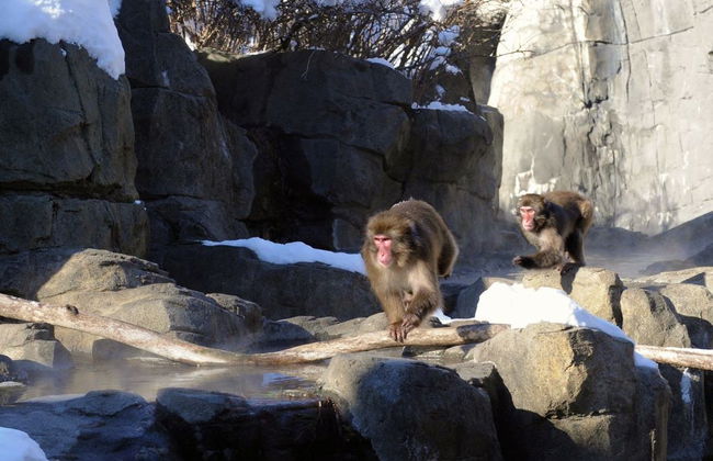Billet pour le zoo de Central Park - Photo 4