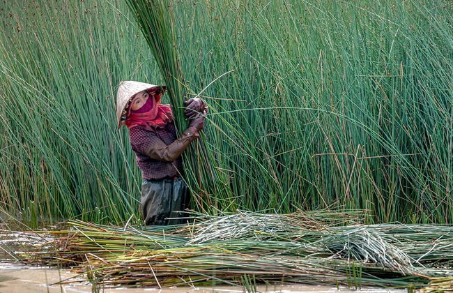 Auténtico Delta del Mekong en Lancha Rápida - Excursión de un día para grupos pequeños - Foto 3