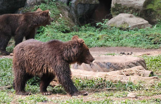 Kumana National Park Private Safari - Foto 6