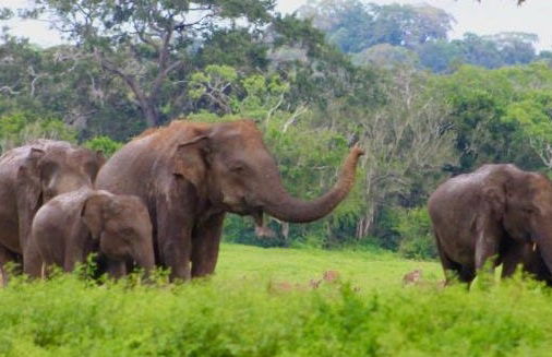 Safari privado por el Parque Nacional de Kumana - Foto 6