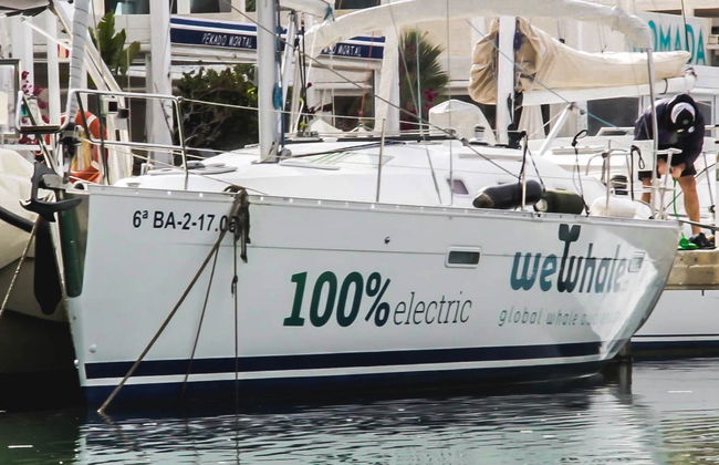 Avvistamento di delfini e balene a Denia - Foto 2