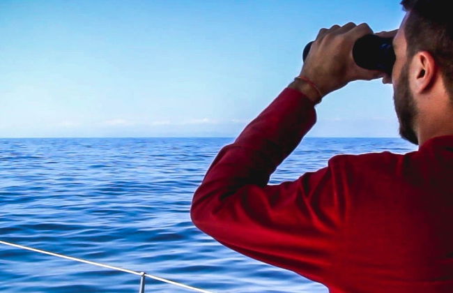 Avvistamento di delfini e balene a Denia - Foto 8