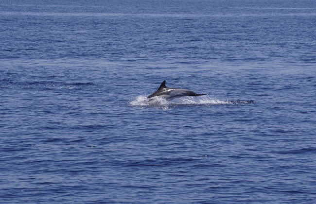 Avvistamento di delfini e balene a Denia - Foto 5