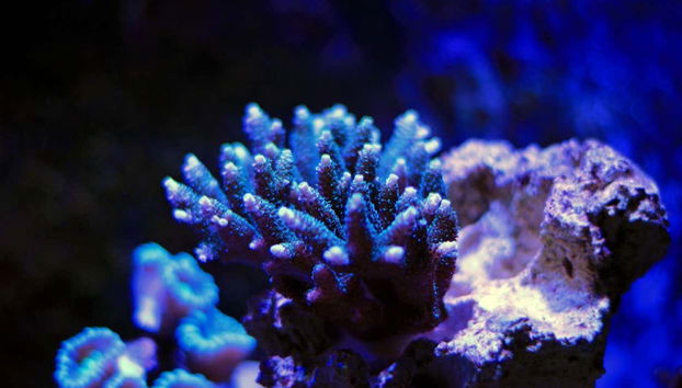 Snorkeling dans une ferme de corail - Photo 2