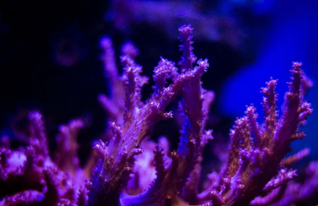 Snorkeling in un allevamento di coralli - Foto 6