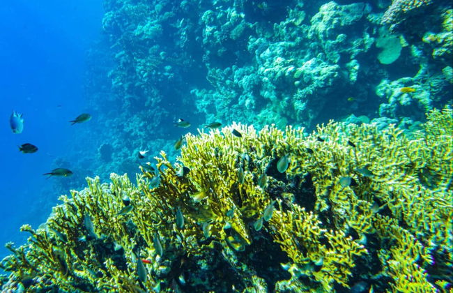 Snorkeling in un allevamento di coralli - Foto 4