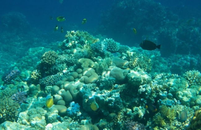 Snorkel en una granja de corales - Foto 2