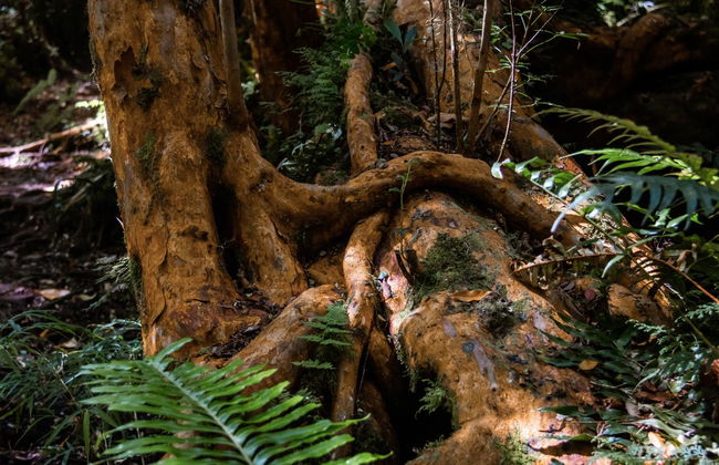 Biglietti per il Parco Tepuhueico - Foto 2