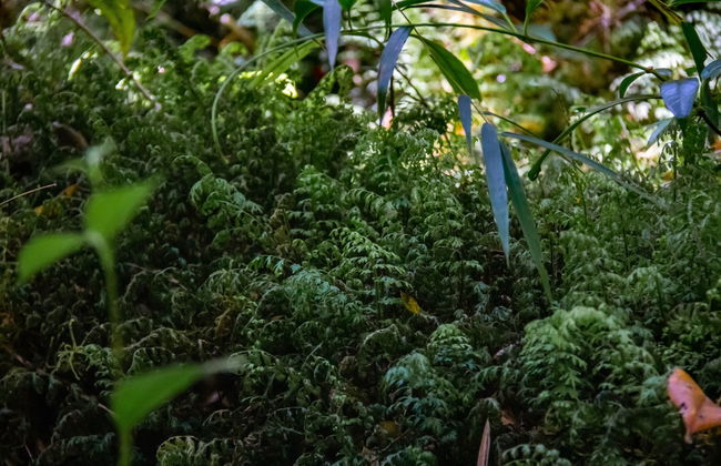 Biglietti per il Parco Tepuhueico - Foto 1