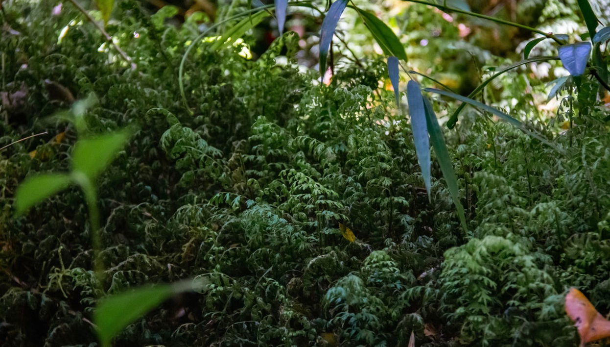 Biglietti per il Parco Tepuhueico - Foto 1