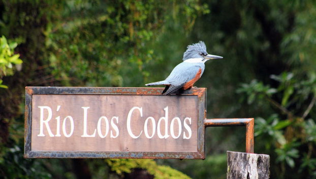 Biglietti per il Parco Tepuhueico - Foto 4