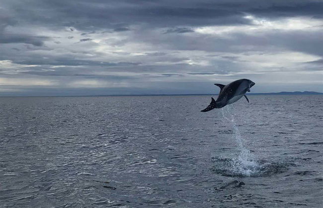 Strait of Magellan Dolphin Watching - Photo 7