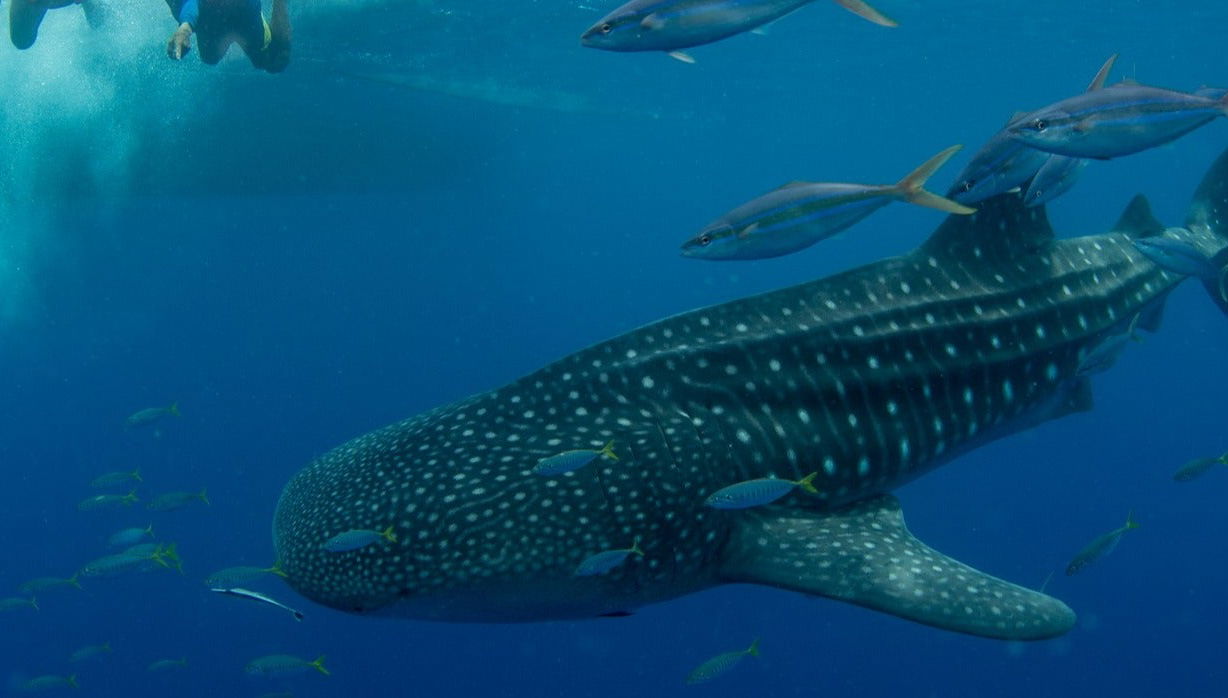 Swimming with Whale Sharks in Puerto Princesa