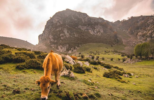 Excursión a los Lagos de Covadonga y Cangas de Onís desde Oviedo, Gijón y Cangas - Foto 3