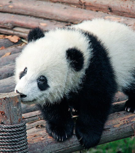 Foto de Excursión de medio día a Chengdu para ver a los increíbles pandas - privada