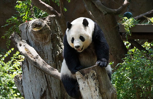 Half Day Chengdu Amazing Panda Trip - private - Photo 4