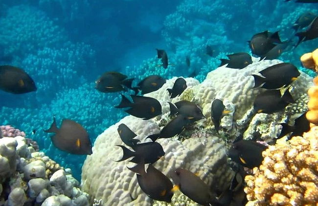 Snorkel de Marsa Mubarak - Foto 3