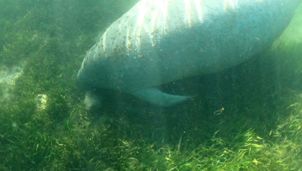 Nado con manatíes en Crystal River - Foto 4