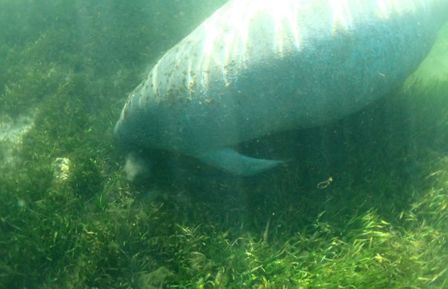 Nado con manatíes en Crystal River - Foto 4