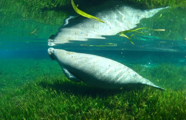 Nado con manatíes en Crystal River - Foto 1