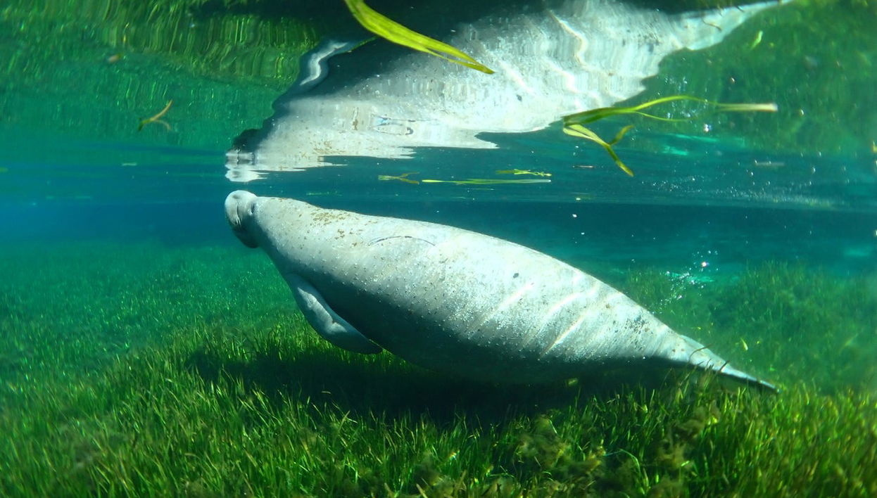 Nado con manatíes en Crystal River - Foto 1