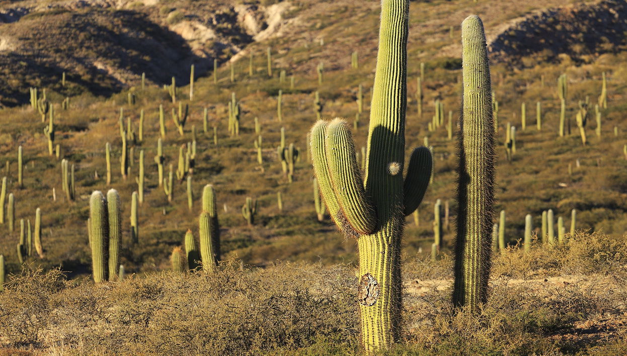 Excursión al Parque Nacional de los Cardones + Trekking por el Puente del Diablo - Foto 2
