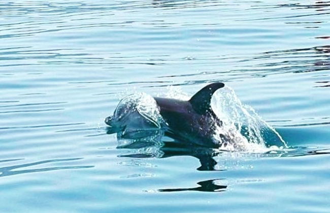 Balade en voilier à Puerto Banús - Photo 11