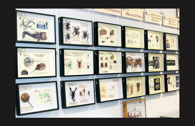 Visita guiada por el Museo de Colecciones de la Universidad de León - Photo 4
