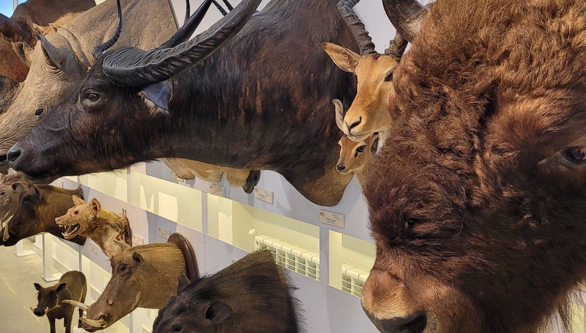 Visite guidée du musée des collections de l'université de León