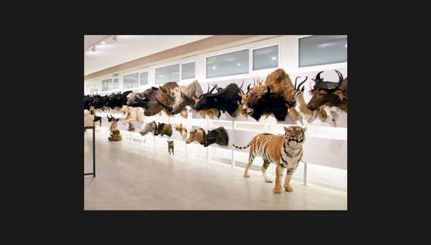 Mammifères du musée des collections de l'université de León