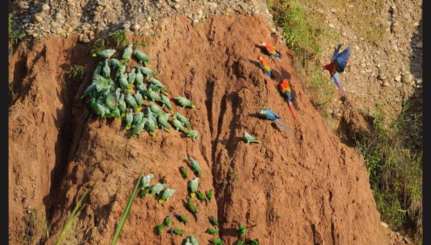 Macaw Clay Lick Tour - Foto 4