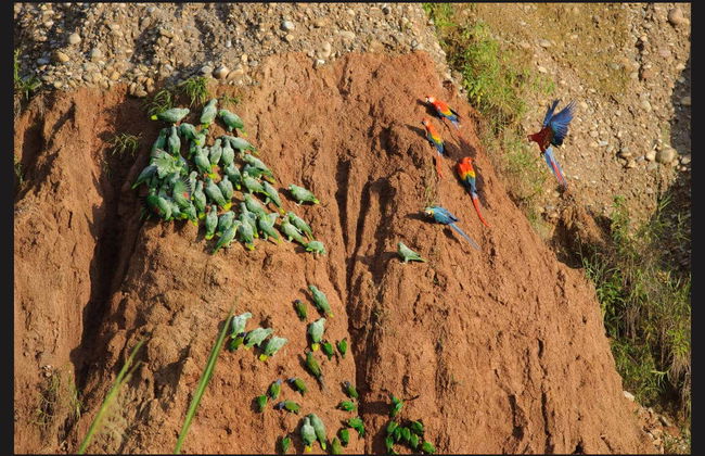 Macaw Clay Lick Tour - Foto 4