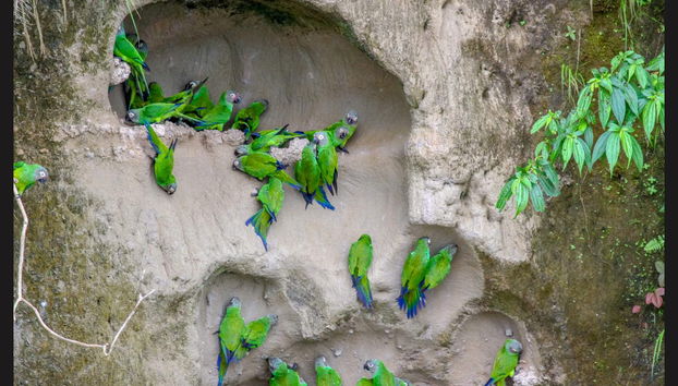 Macaw Clay Lick Tour - Foto 2