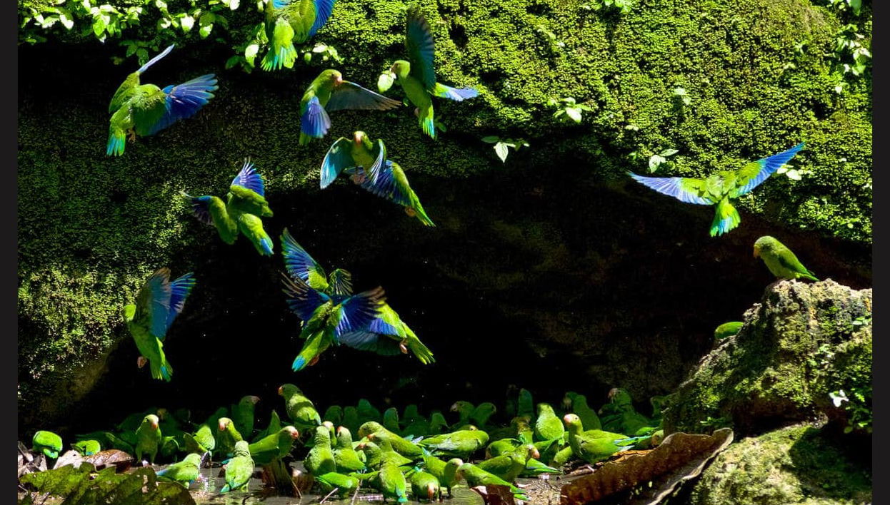 Macaw Clay Lick Tour - Foto 1