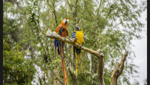 Macaw Clay Lick Tour - Foto 3