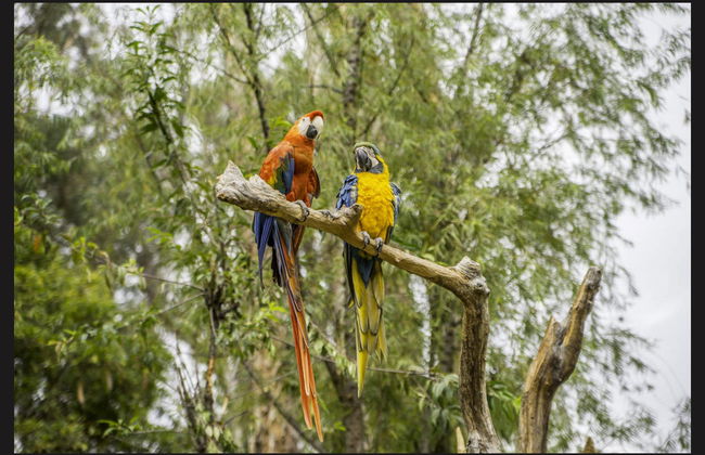 Macaw Clay Lick Tour - Foto 3
