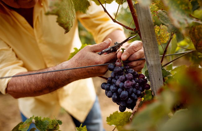 Visita a las bodegas y viñedos de la Cooperativa Viver - Foto 1