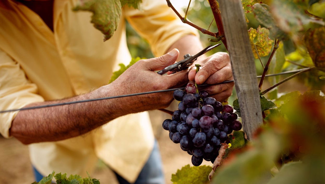 Visita a las bodegas y viñedos de la Cooperativa Viver - Foto 1