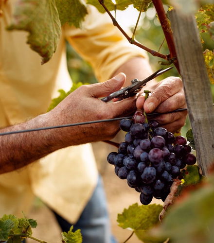 Foto de Visita a las bodegas y viñedos de la Cooperativa Viver