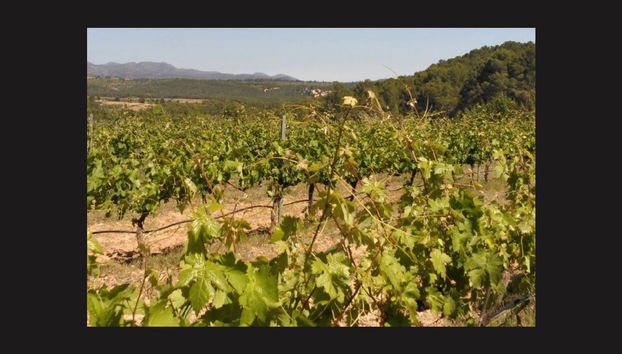 Visita a las bodegas y viñedos de la Cooperativa Viver - Foto 2