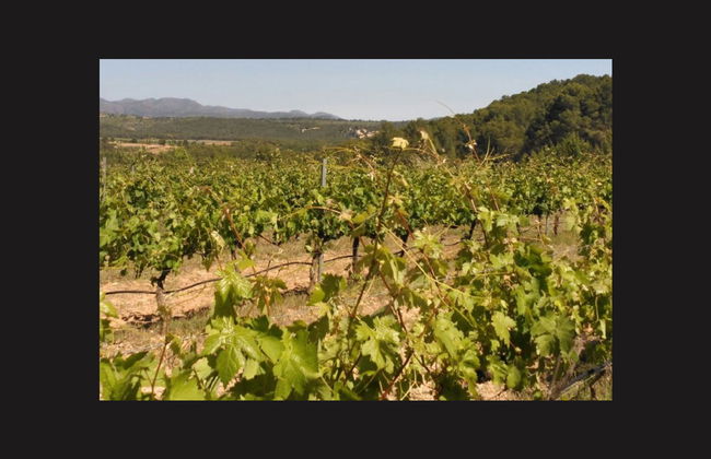 Visita a las bodegas y viñedos de la Cooperativa Viver - Foto 2