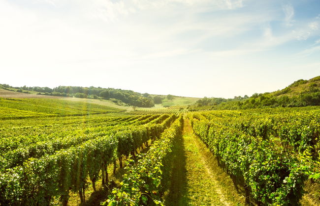 Visita a las bodegas y viñedos de la Cooperativa Viver - Foto 8