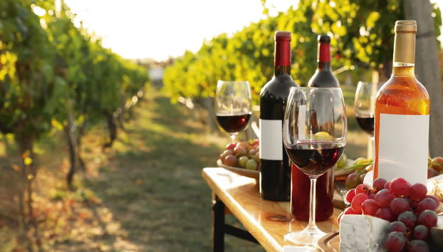 Visita a las bodegas y viñedos de la Cooperativa Viver - Foto 3