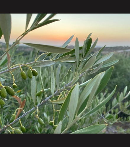 Foto de Visita a la finca Herriza de La Lobilla + Cata de aceites